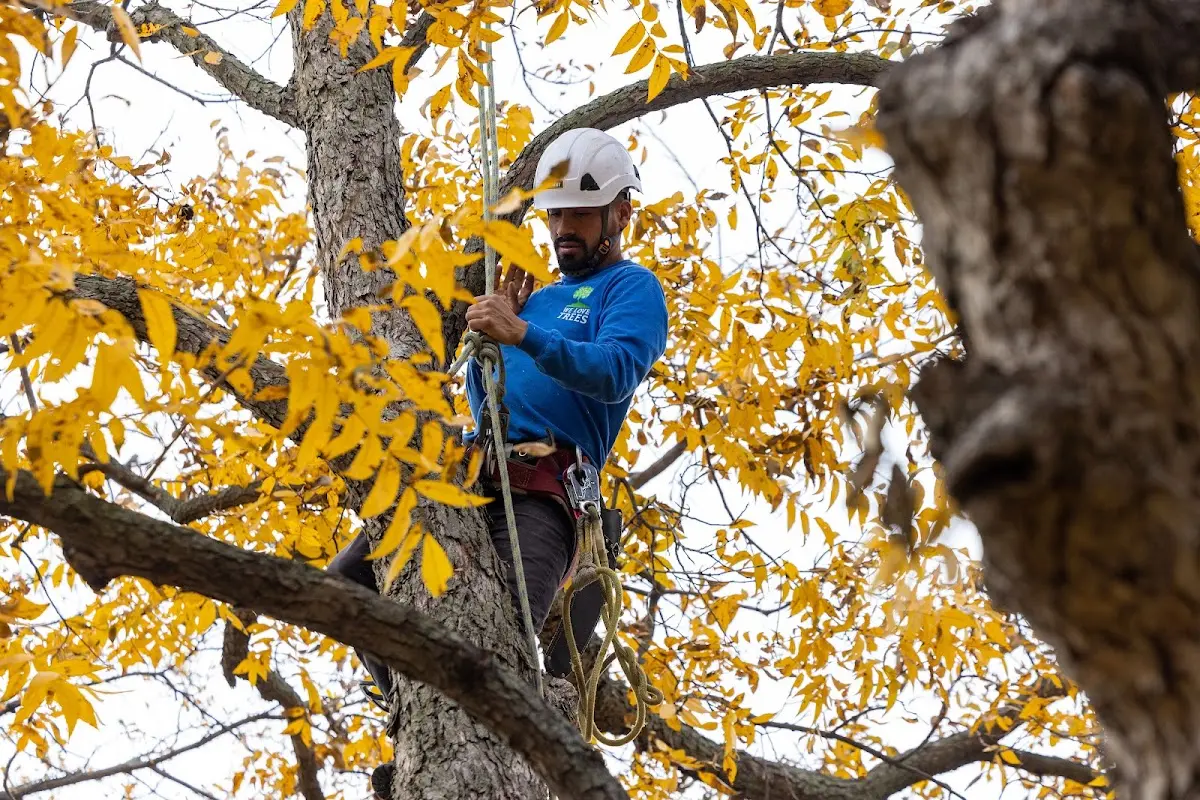 Skilled Storm Damage Cleanup crew working in Fairview